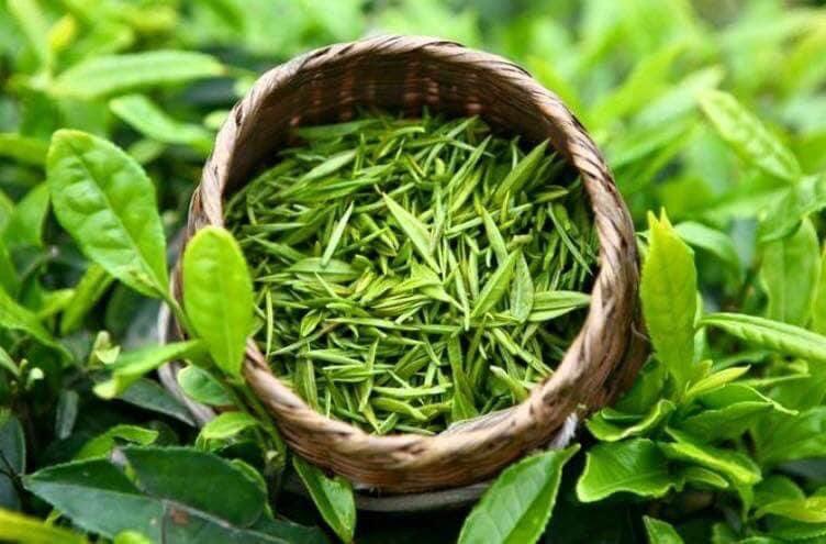 Antioxidantien: Wie grüner Tee Ihren Körper schützt - VIET-TEE.de
