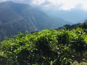 104869362 2564797730453747 6830824311566555053 N