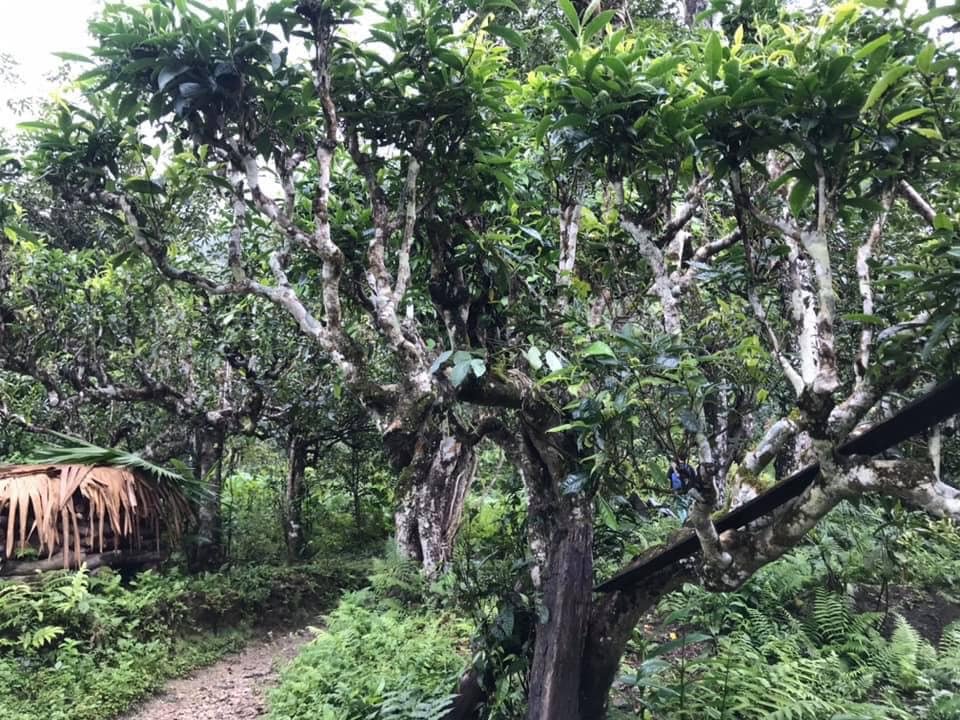 Grüner Tee, Oolong Tee, Schwarzer Tee, Tee Zubehör, Tee Kanne