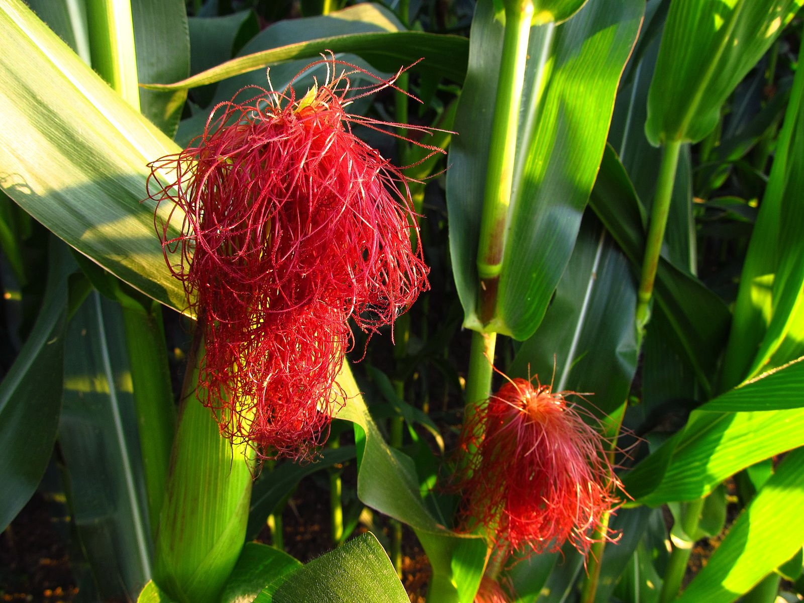 Roter Maisbart (maisgriffeln) Des Noch Unreifen Fruchtstandes Hms(1)