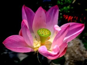 Lotusblüten-Tee von Hung Phat – Entspannender Tee mit traditioneller Wirkung aus Vietnam, erhältlich auf viet-tee.de.